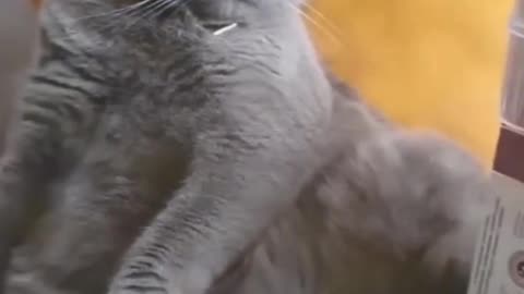 Funny cat moment 😁 fight with owner