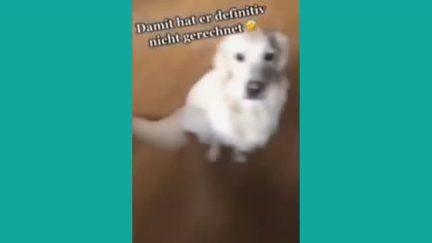 New Funny Videos 20223😂 Cutest animals Doing Funny Things.