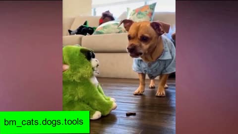 dogs vs cats crazy video