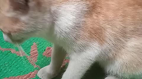 Tingkah laku kucing