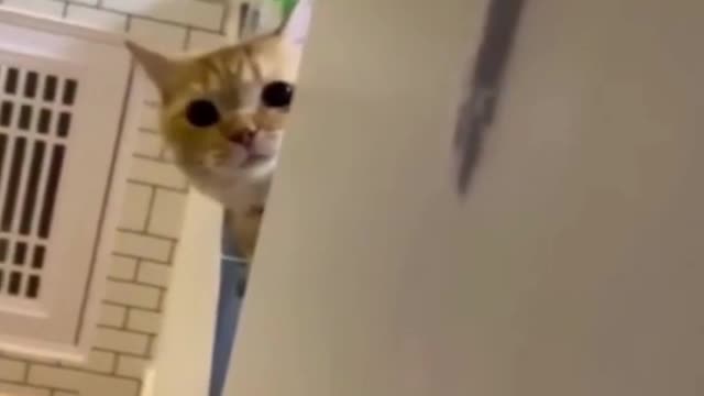funny cats videos 2023 that looks like play in home with others