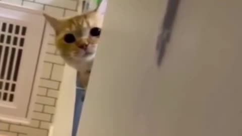 funny cats videos 2023 that looks like play in home with others