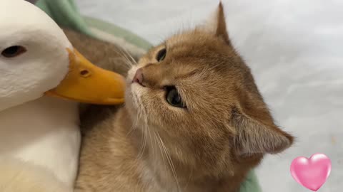 Cute and funny,This is rare in the world! Mother duck leads the ducklings to sleep with the kittens