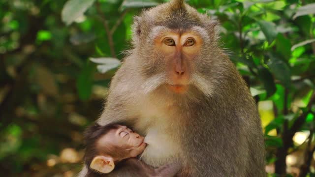 mamãe macaco alimentando seu bebê,