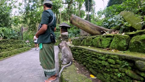 wild monkeys disturb tourists