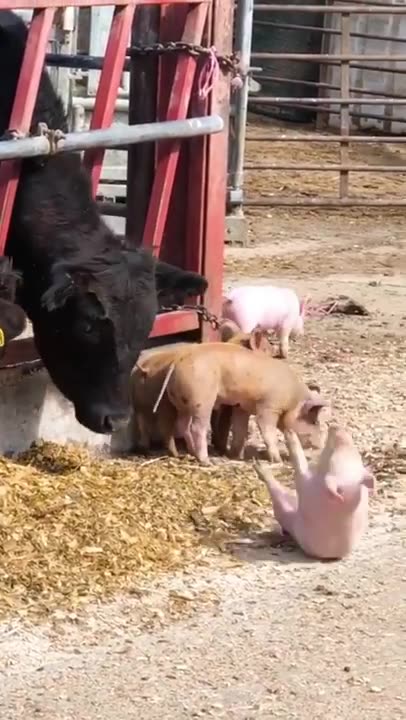 Funny Animals fails😹 #Shorts