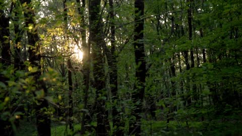 Beautiful Afternoon in the Forest