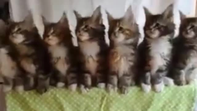 kittens dance together