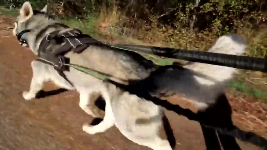Siberian Husky Reaction his electronic training collar for her training.
