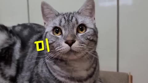 The Handsome Cat 🐱.