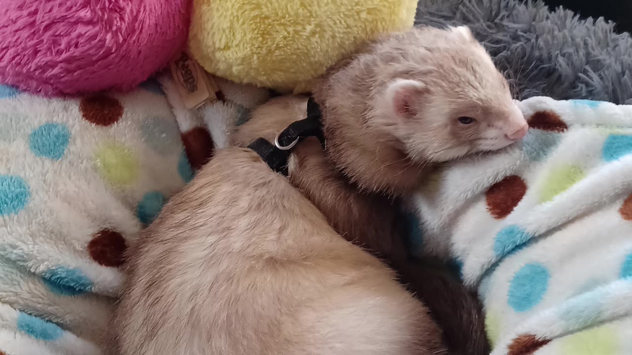 Ferret resting with the his peepsafter a hard day of play!!