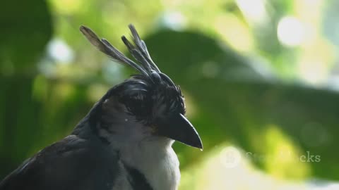 A Journey into the World of Funny Animals