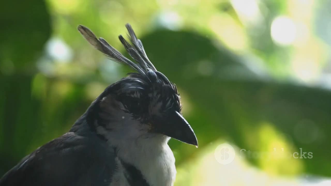 A Journey into the World of Funny Animals