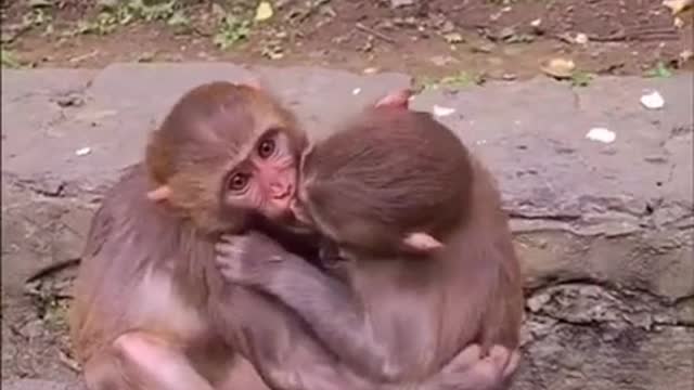 The monkeys are kissing