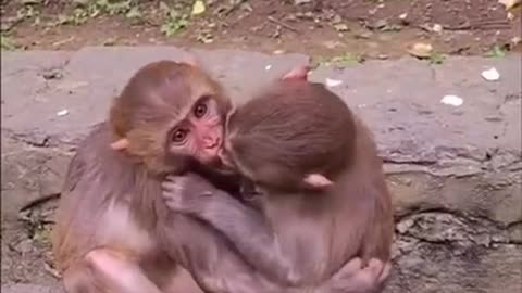 The monkeys are kissing