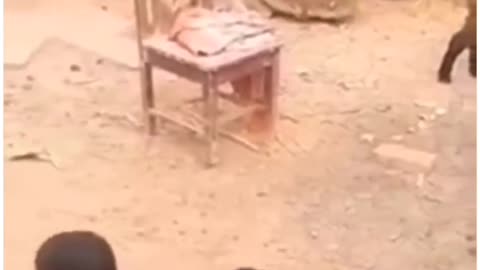 Most Funny and Cute Baby Goat Videos Compilation