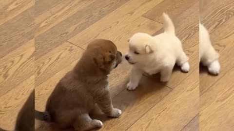 Cute puppy 🐶 funny fighting video.