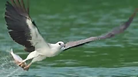 Eagle catch fish in sea. #nature #enjoynatures