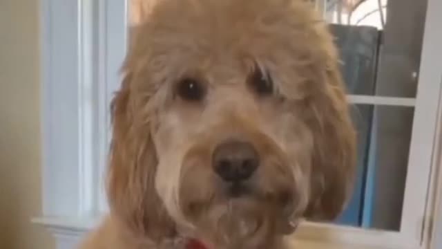 Dog angry reaction when owner showing his middle finger to him