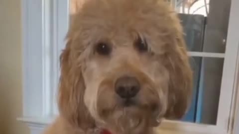 Dog angry reaction when owner showing his middle finger to him