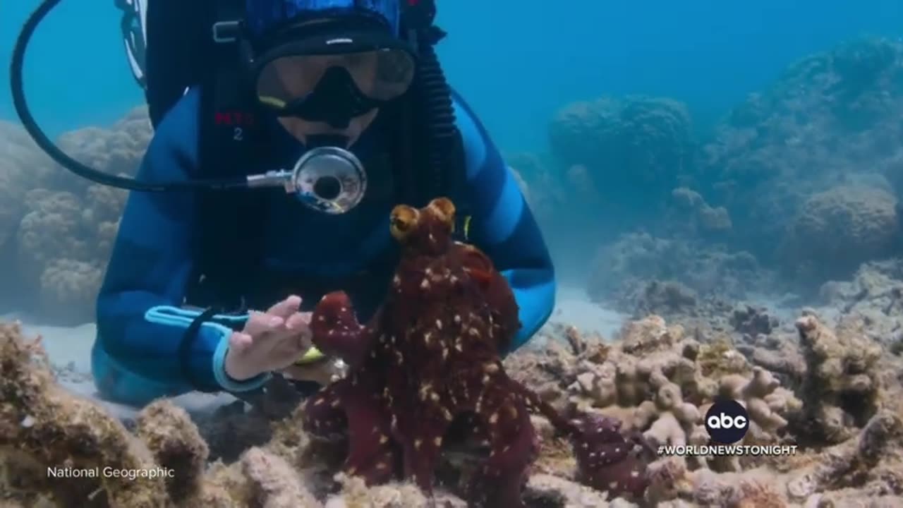 Secrets of the Octopus abc news