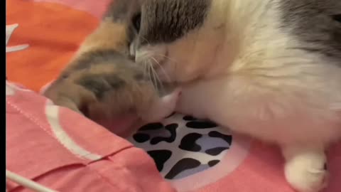Cute cats shorts video