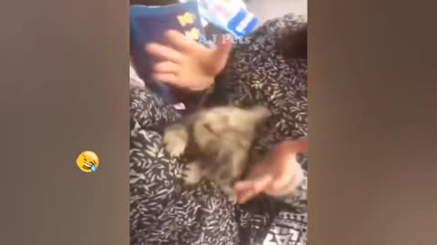 Funniest Animals 2023 ?? Best Cats and Dogs Videos ???? Part 68