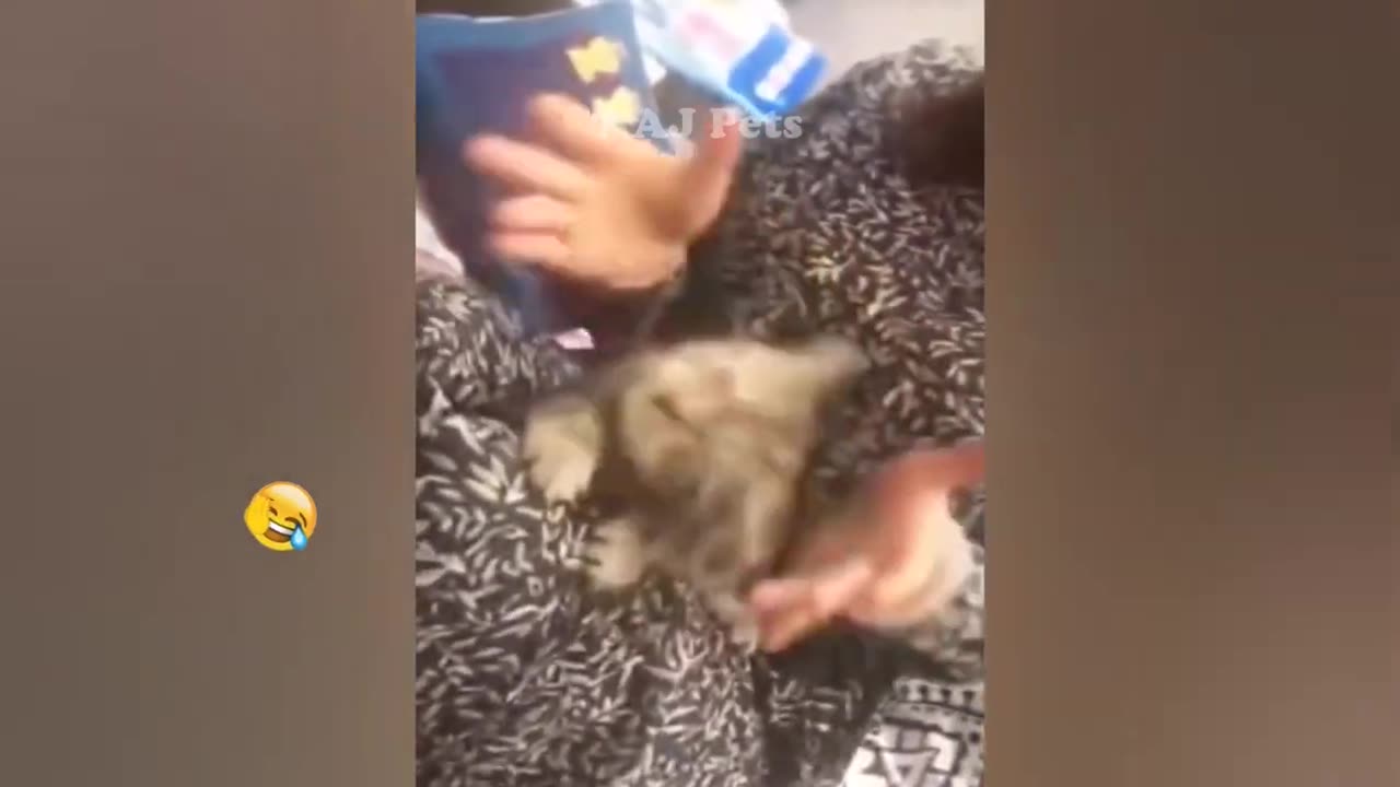 Funniest Animals 2023 ?? Best Cats and Dogs Videos ???? Part 68