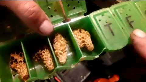 Incubating queens in a pill minder