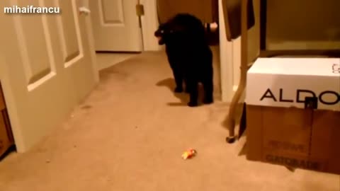 Cute Cats Talking Compilation 🐱😻💕