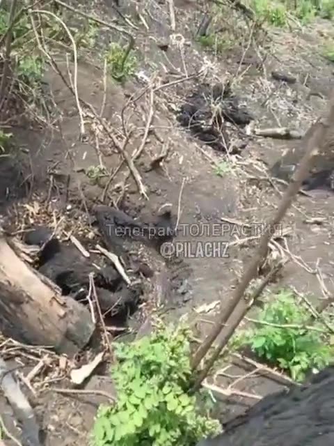 Aftermath of a Russian TOS-1 Strike on Ukrainian Positions.