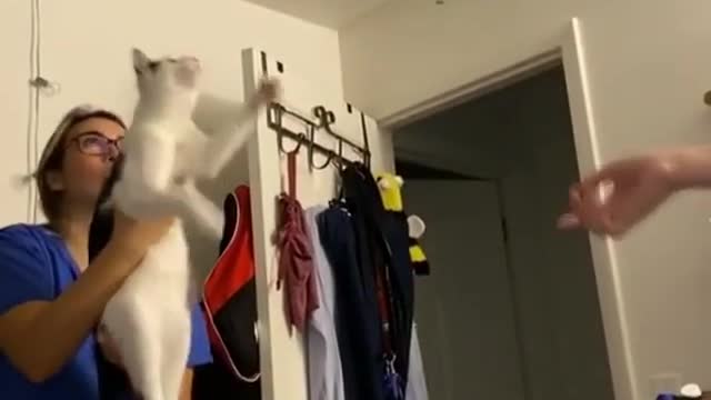Little cat catches a ball in mid air with it's paws