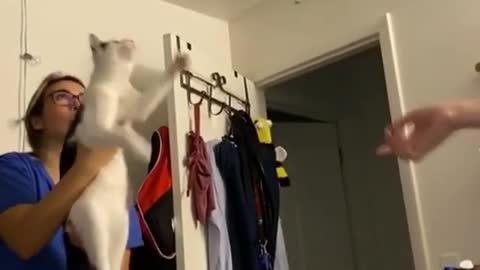 Little cat catches a ball in mid air with it's paws
