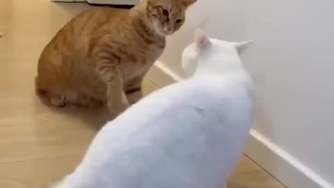Funny cats.