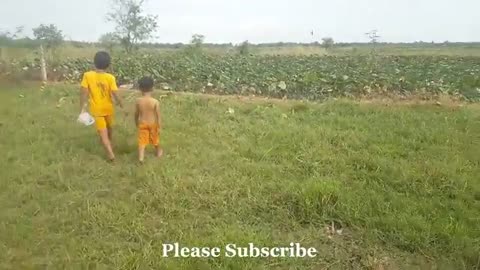 Amazing Boys Catching Frogs by bamboo cage