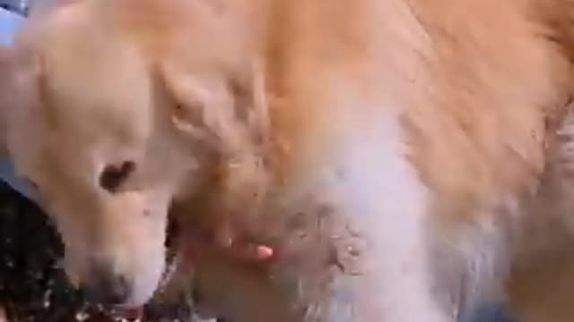 Smart Dog Saves Baby from Danger