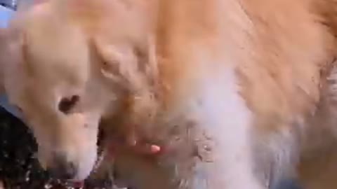 Smart Dog Saves Baby from Danger