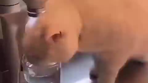 funny cat movements