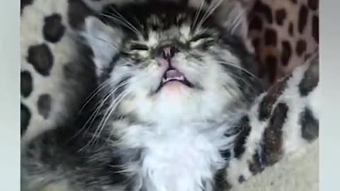 Animals of humor