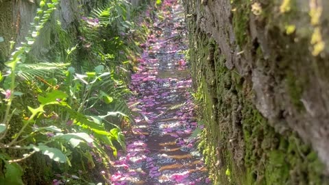 "Nature's Symphony: A Visual Serenade Part 3"