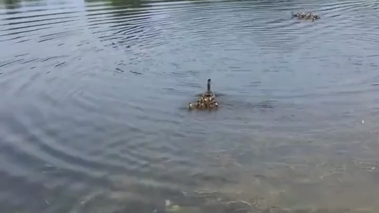 Mother Appears To Adopt A Family Of Ducklings In Addition To The Ones She Already Has