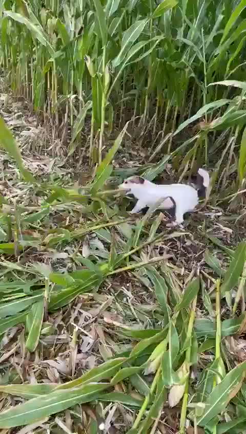 Jadeed technology market mei ayi hai ktai k liye