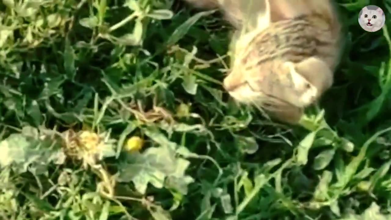 New Funny Animals π
Funniest Cats and Dogs 2023 πΊπΆ