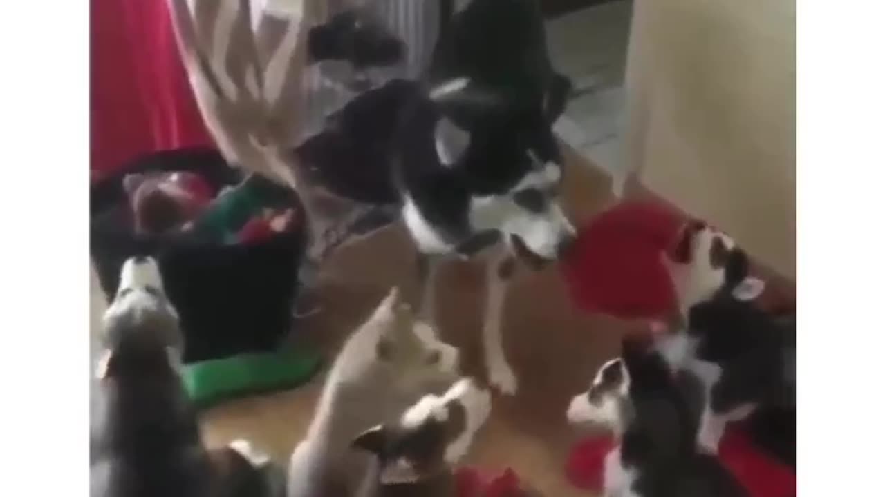 Sounds like someone has had a howling succes