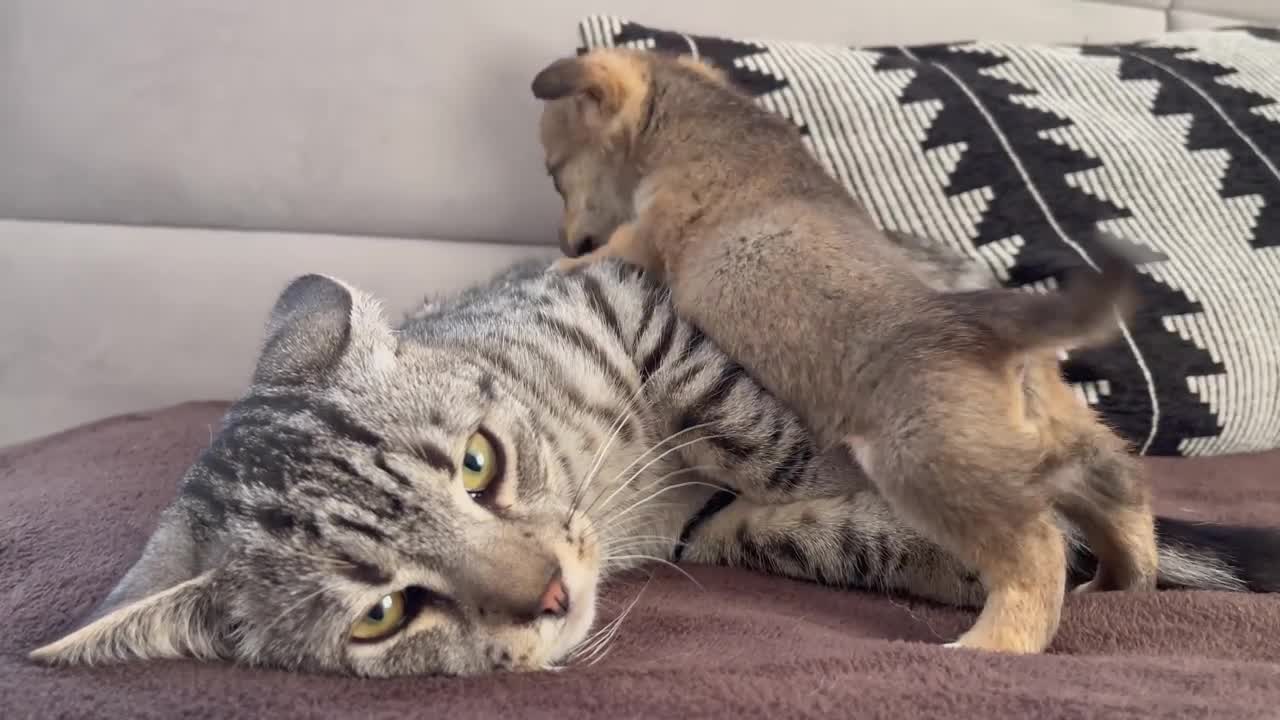 Funny Cat Reaction to Puppies