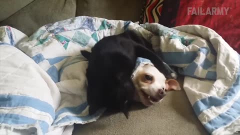 Animals Can Be Jerks! Funny Video - FailArmy