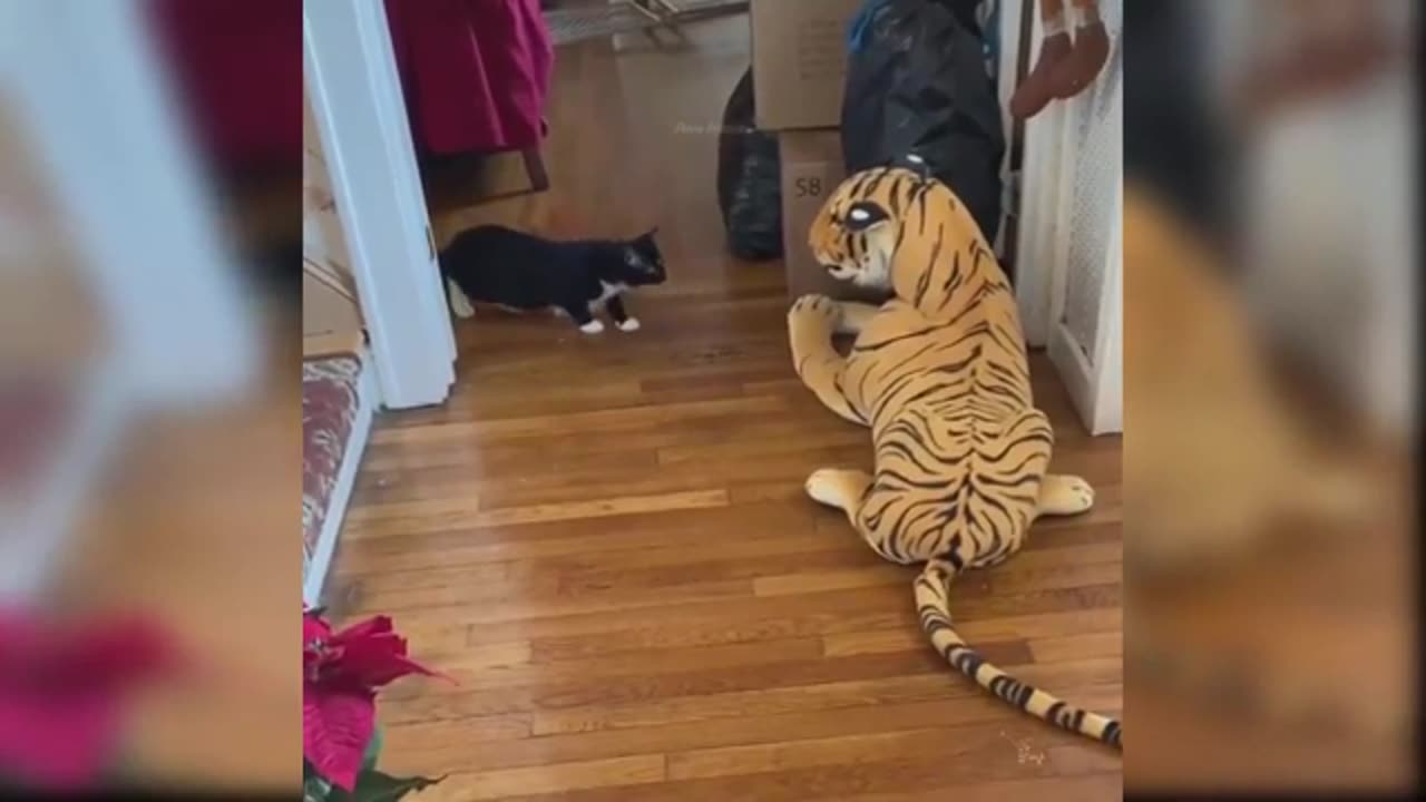 Baby cats 🐱 🐈