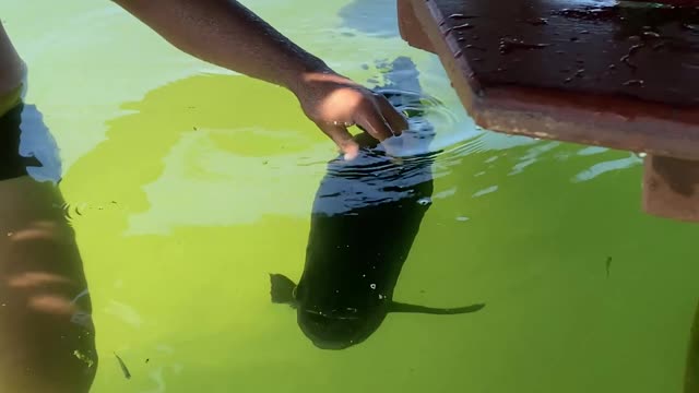 Friendly Fish Approaches Couple for Attention