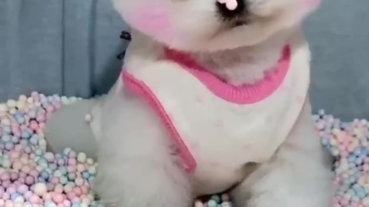 cute puppy.