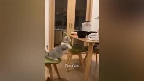 Funny moments with pets .